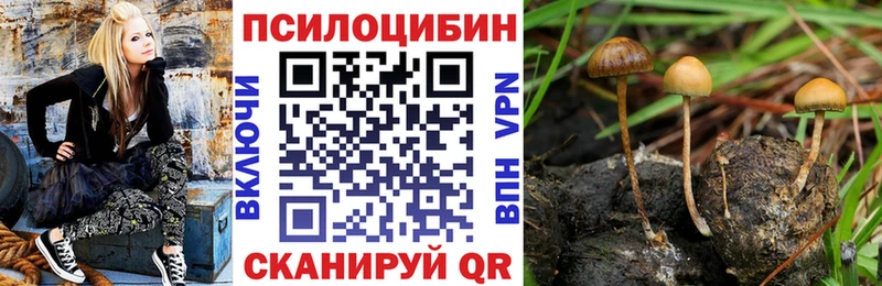 площадка телеграм  Краснозаводск  Галлюциногенные грибы Psilocybe 